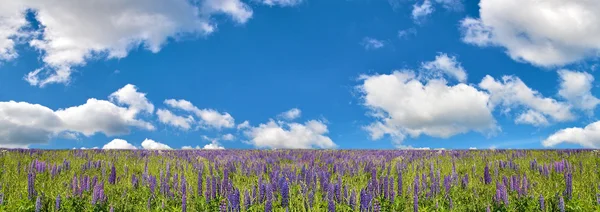 Panorama avec champ de fleurs de lupin — Photo