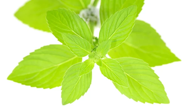 Mint green isolated leaves — Stock Photo, Image