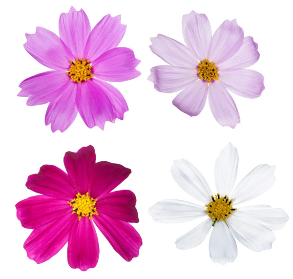 Zestaw czterech kwiaty na białym tle — Zdjęcie stockowe
