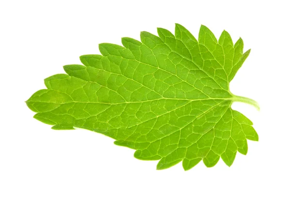 Single mint leaf on white — Stock Photo, Image