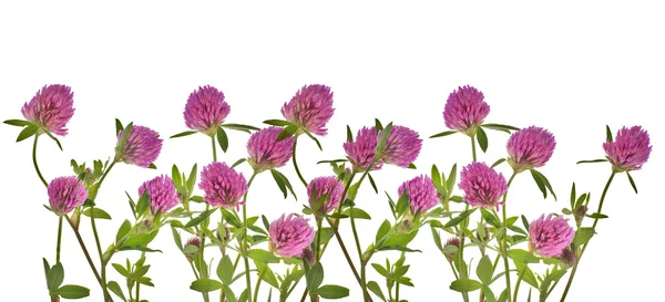 Clover pink flowers on white — Stock Photo, Image