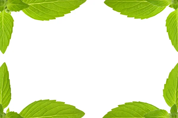Moldura de folhas de hortelã verde no branco — Fotografia de Stock