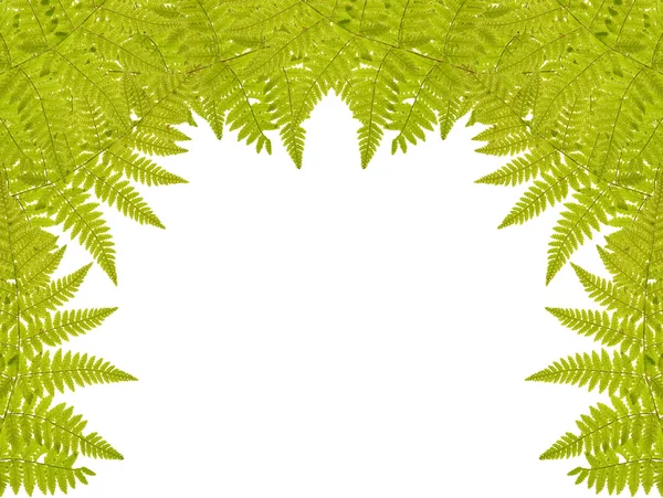Zelené kapradí poloviční rámeček izolovaných na bílém — Stock fotografie