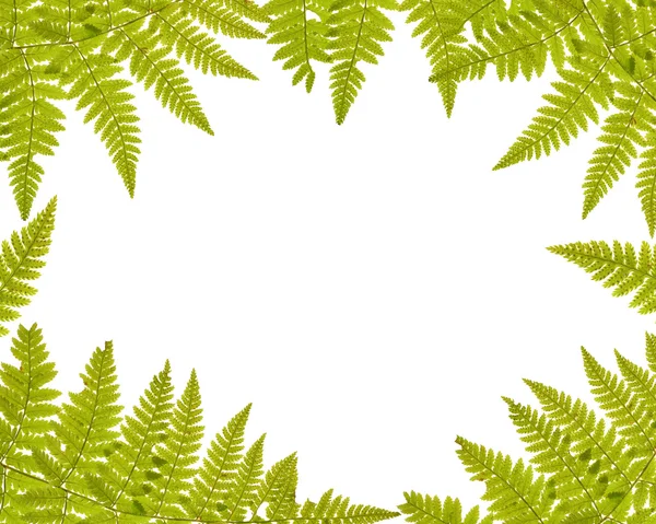 绿色蕨类植物帧上白色隔离 — 图库照片