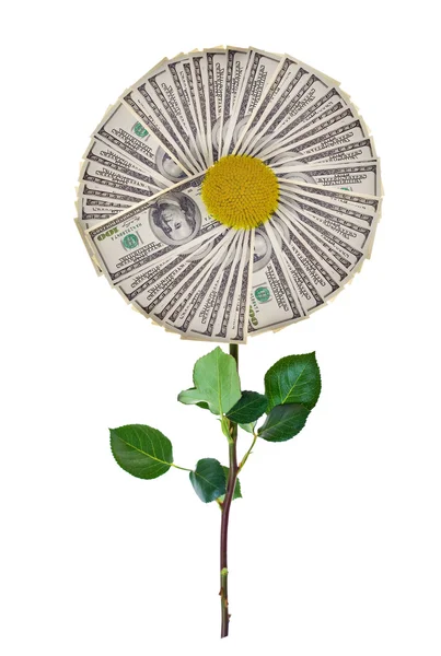 Geld Blume isoliert auf weiß — Stockfoto