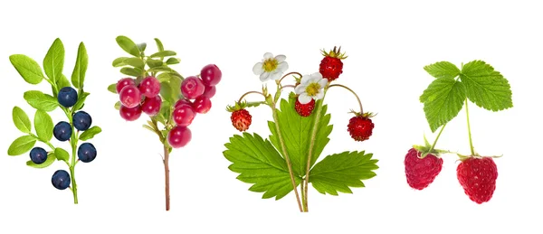 stock image Forest berries collection isolated on white