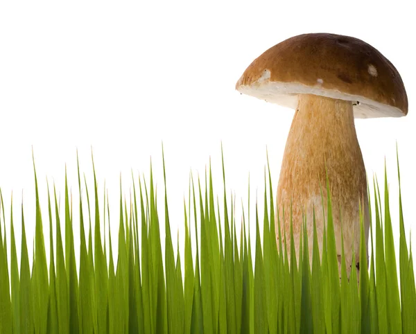 Cogumelo único cep na grama — Fotografia de Stock
