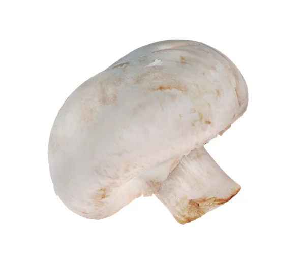 Champinjon enda svamp — Stockfoto