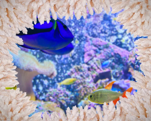 Peixes tropicais em moldura de coral — Fotografia de Stock