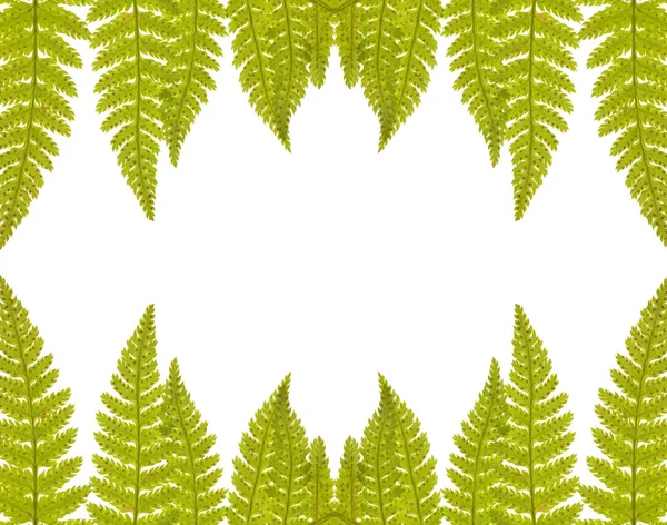 绿色隔离的蕨帧 — 图库照片