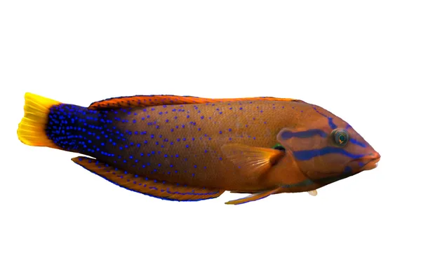 Malé červené ryby ib modré tečky — Stock fotografie
