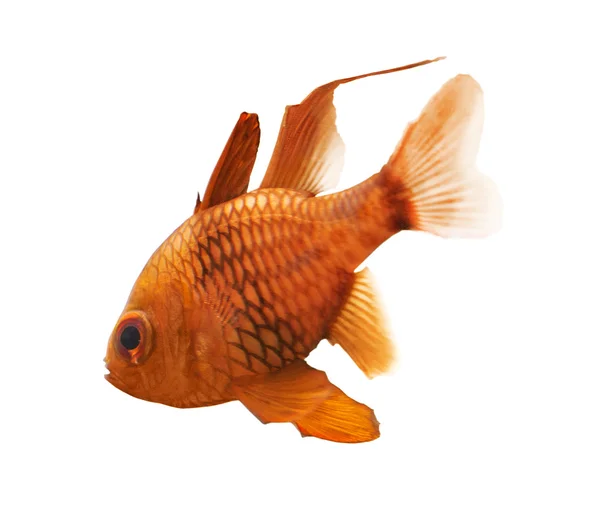 Małą złotą rybkę na białym tle — Zdjęcie stockowe