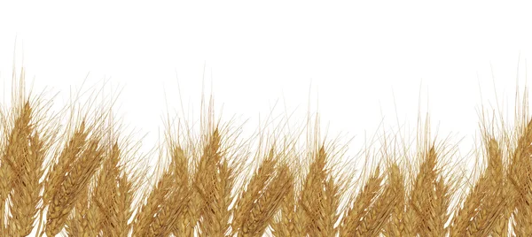 Группа пшеничных ушей на белом — стоковое фото