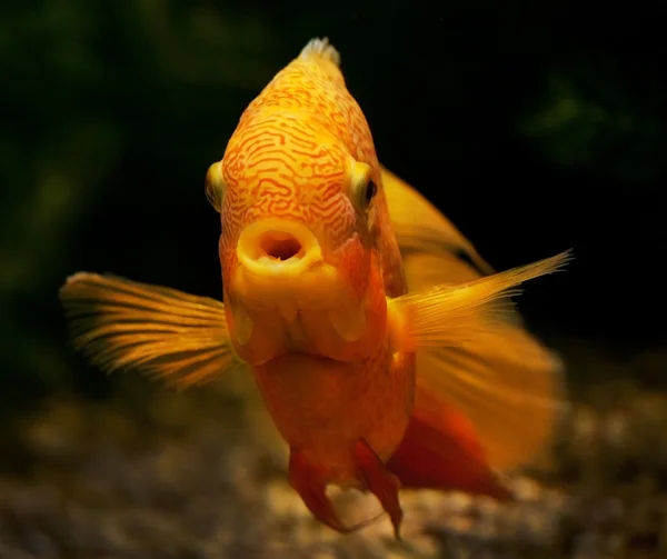 Ярко-оранжевая рыба на темном фоне — стоковое фото