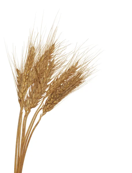 三个耳朵的小麦群体 — 图库照片