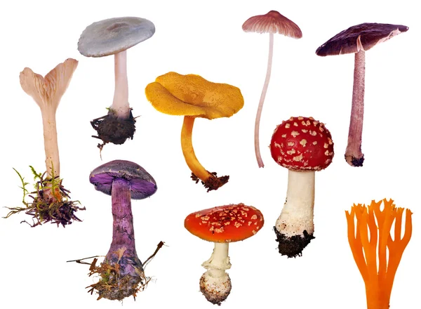 Uppsättning av isolerade olika svampar — Stockfoto