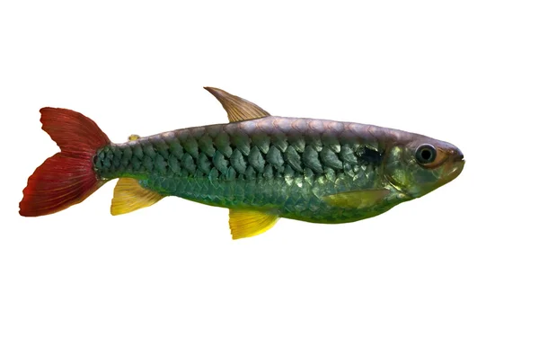 Peixe isolado com cauda vermelha — Fotografia de Stock