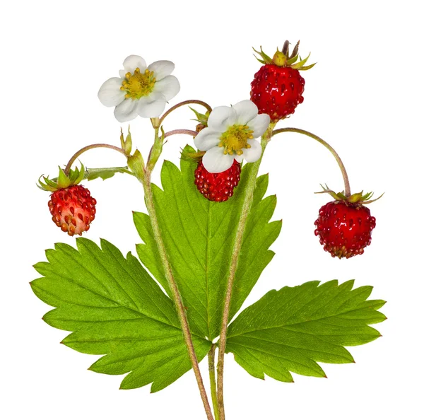 Wild strawberries and flowers — Stock Photo, Image