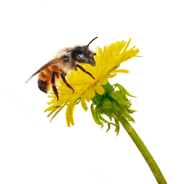 Bee on isolated yellow dandelion — Stock Photo, Image
