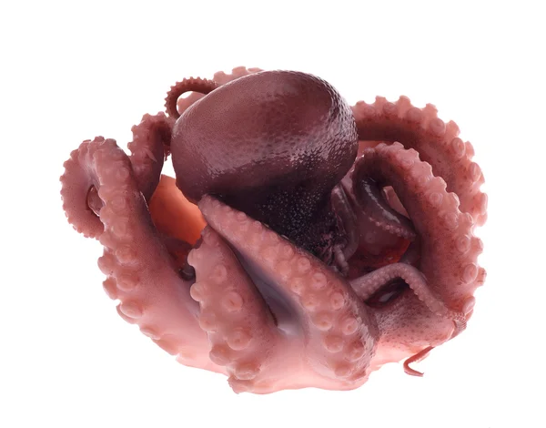 Einzelner kleiner Oktopus isoliert auf weiß — Stockfoto