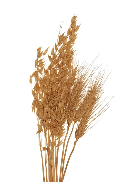 Avena seca y trigo aislados en blanco —  Fotos de Stock