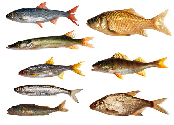 Colección de ocho peces de agua dulce aislados — Foto de Stock