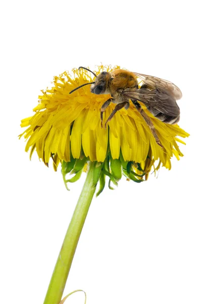 Isolierte Biene auf gelbem Löwenzahn — Stockfoto