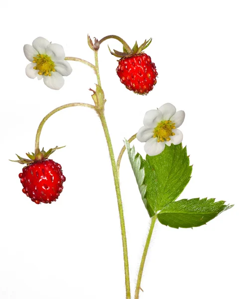 Twee wilde aardbeien en bloemen — Stockfoto