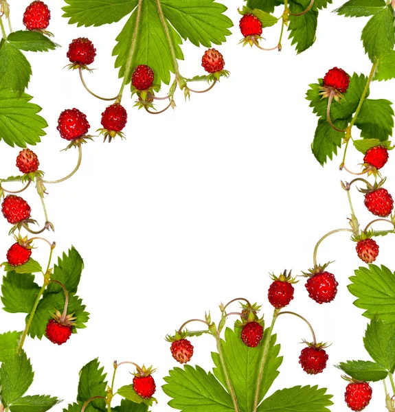 Wild strawberry with leaves frame — Stock Photo, Image
