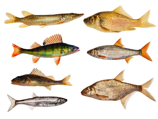 Kolekcja siedmiu na białym tle ryby słodkowodne — Zdjęcie stockowe