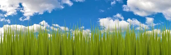 Green grass on blue sky background — Stock Photo, Image