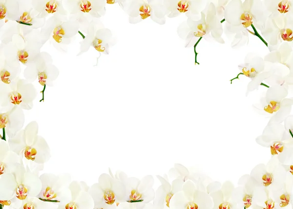 淡黄色的兰花花帧上白色隔离 — 图库照片
