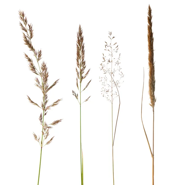 Set aus trockenem Gras isoaliert auf weißem — Stockfoto