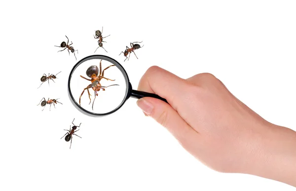 stock image Magnifying in hand and ants on white