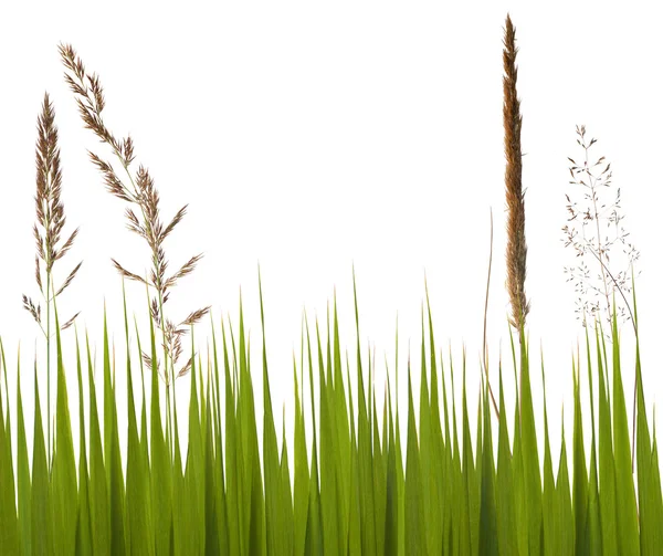 Dry and reen grass isoalated on white — Stock Photo, Image