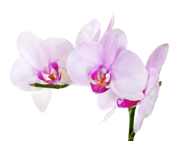 Orchids with pink centers on branch — Stock Photo, Image