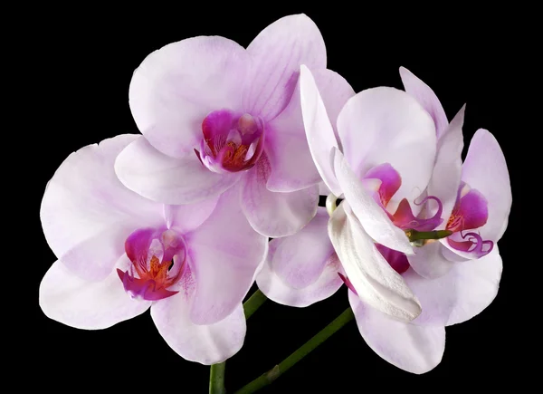 Ljus rosa orkidé blommor isolerade på svart — Stockfoto