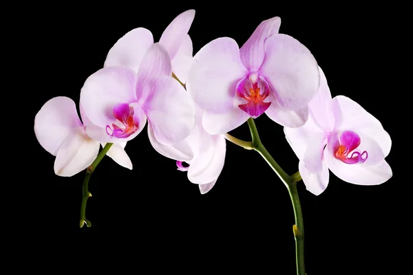Rama de flores de orquídea rosa claro en negro —  Fotos de Stock