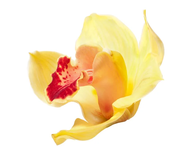 Żółta i czerwona orchidea kwiat na białym tle — Zdjęcie stockowe