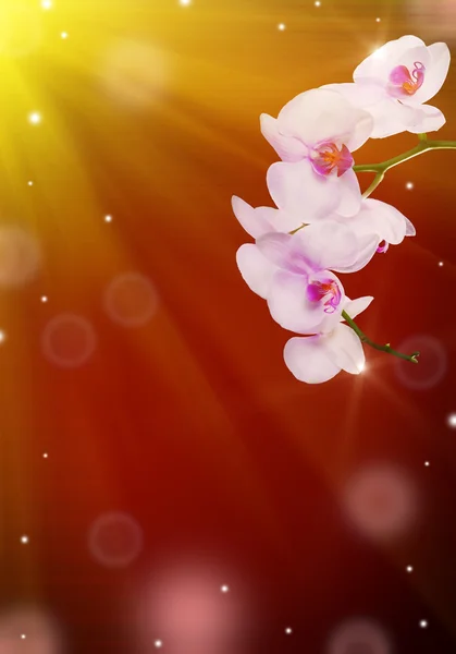 Rosa Orchideenblüten auf dunklem Hintergrund — Stockfoto