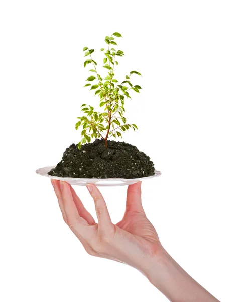 Small tree in earth on plate — Stock Photo, Image