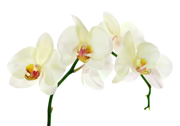 Light yellow orchid flower branch on white — Stock Photo, Image