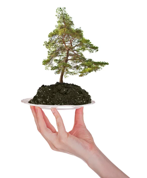 Small pine in earth on plate — Stock Photo, Image
