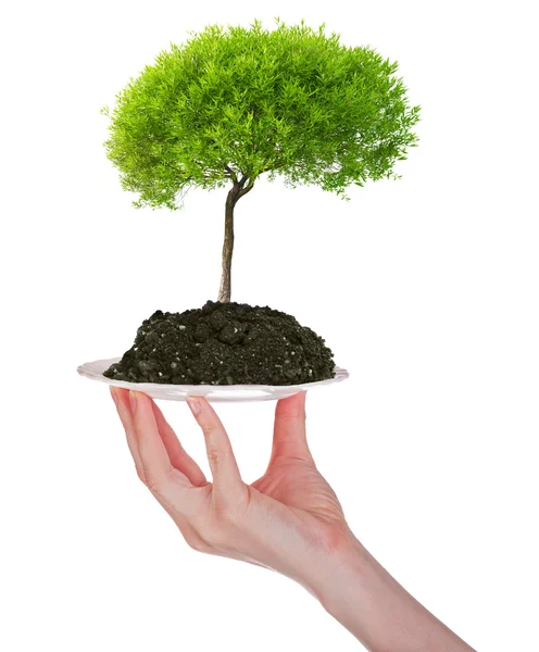 Green tree in earth on plate — Stock Photo, Image