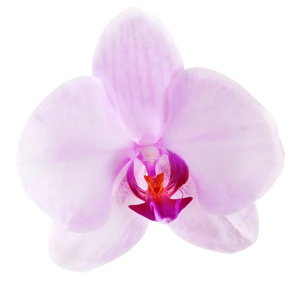 Jeden różowy na białym tle orchidea kwiat — Zdjęcie stockowe