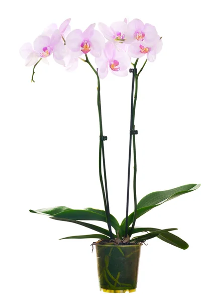Lichte roze orchideebloemen in pot geïsoleerd op wit — Stockfoto