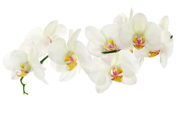 Lot of light yellow isolated orchids — Stock Photo, Image