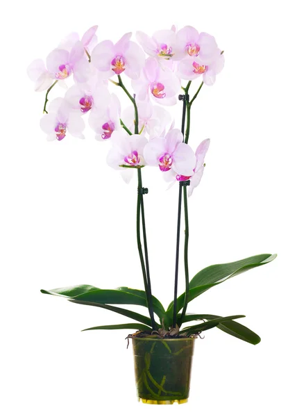 Flores rosa claras do orchid no potenciômetro no fundo branco — Fotografia de Stock