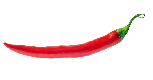 Papel de pimenta quente vermelho único — Fotografia de Stock