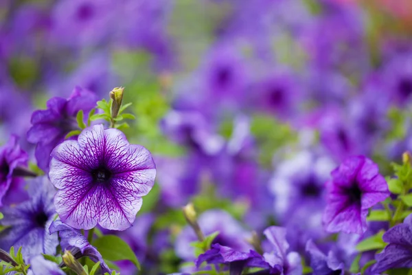 Violet petunia background — Stock Photo, Image